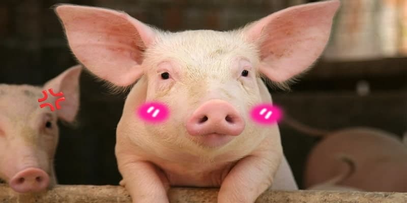 Ý nghĩa của Lợn