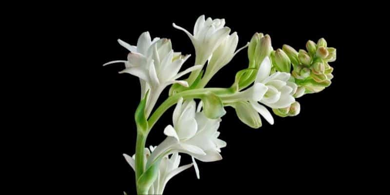 Giới thiệu về mơ thấy hoa huệ trắng và ý nghĩa của nó trong văn hóa