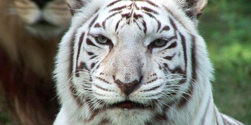 Phân tích ý nghĩa của 1 số trường hợp phổ biến khi mơ thấy con hổ